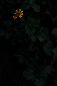 Preview wallpaper flower, yellow, dark, plant