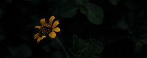 Preview wallpaper flower, yellow, dark, plant