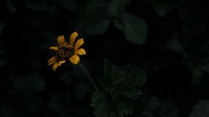 Preview wallpaper flower, yellow, dark, plant