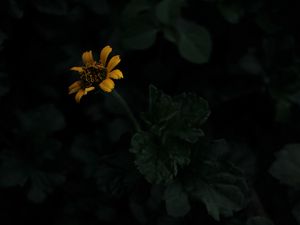 Preview wallpaper flower, yellow, dark, plant