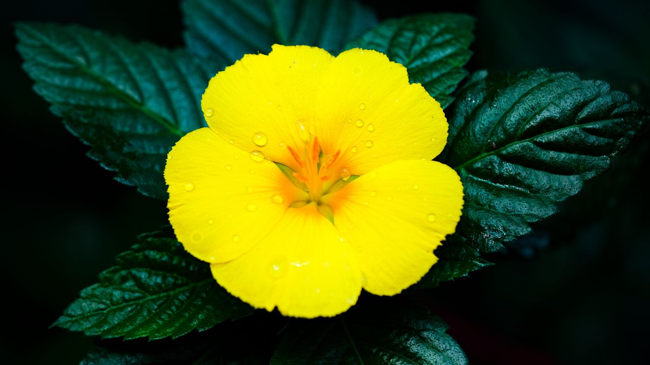Wallpaper flower, yellow, drops, water, macro, bloom
