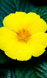 Preview wallpaper flower, yellow, drops, water, macro, bloom