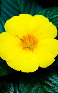 Preview wallpaper flower, yellow, drops, water, macro, bloom