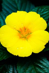 Preview wallpaper flower, yellow, drops, water, macro, bloom