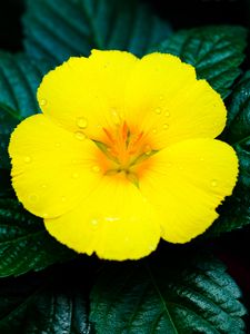 Preview wallpaper flower, yellow, drops, water, macro, bloom