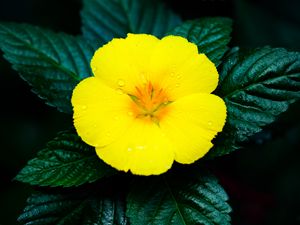 Preview wallpaper flower, yellow, drops, water, macro, bloom