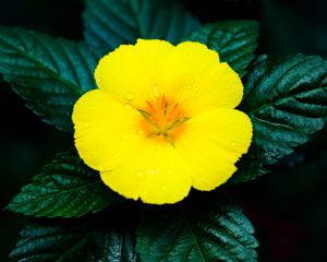 Preview wallpaper flower, yellow, drops, water, macro, bloom