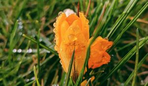 Preview wallpaper flower, yellow, drops, rum, grass, blur