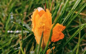 Preview wallpaper flower, yellow, drops, rum, grass, blur