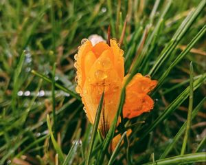 Preview wallpaper flower, yellow, drops, rum, grass, blur