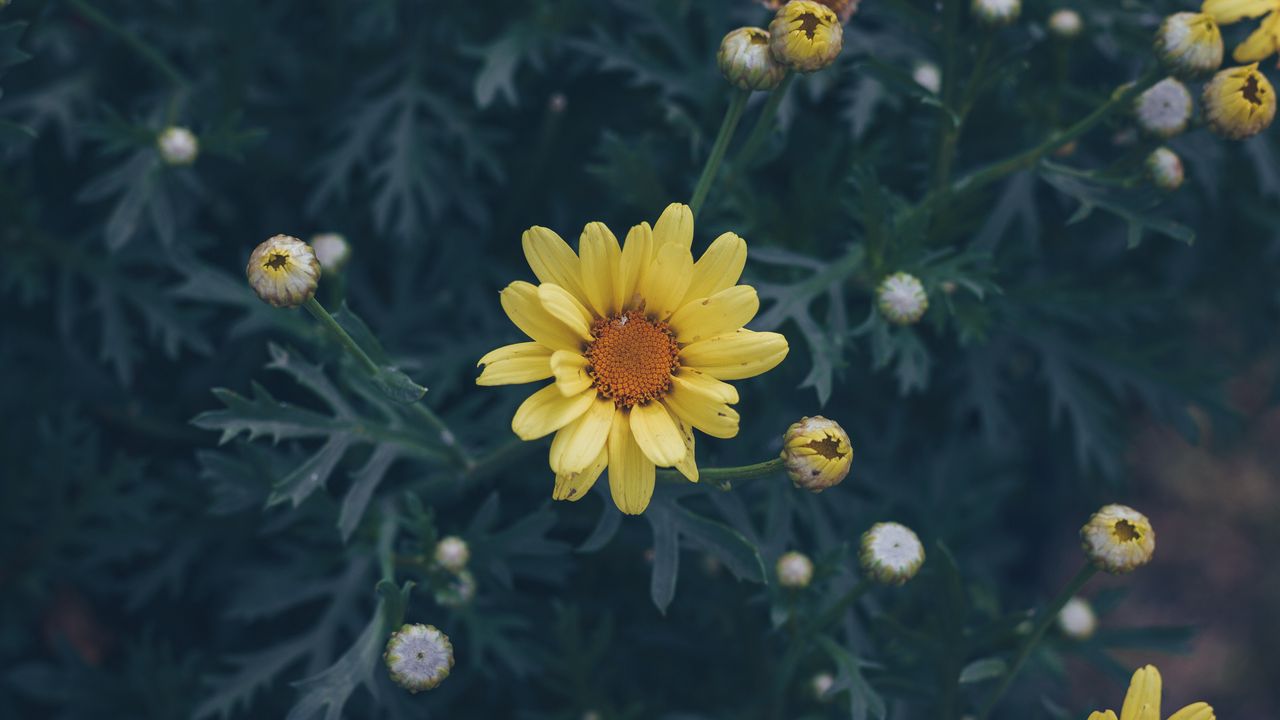 Wallpaper flower, yellow, flower bed, blur