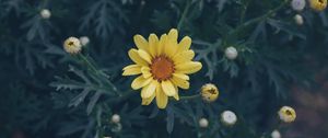 Preview wallpaper flower, yellow, flower bed, blur