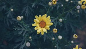 Preview wallpaper flower, yellow, flower bed, blur