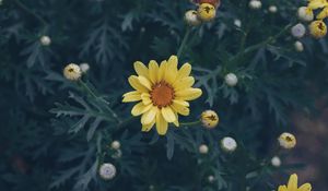 Preview wallpaper flower, yellow, flower bed, blur