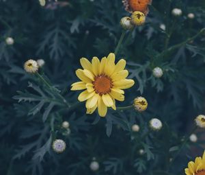Preview wallpaper flower, yellow, flower bed, blur