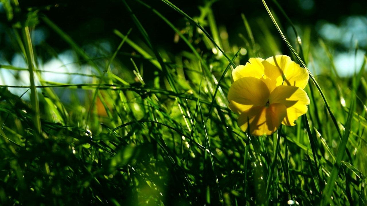 Wallpaper flower, yellow, grass, wreath, shade, summer, green