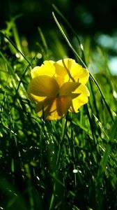 Preview wallpaper flower, yellow, grass, wreath, shade, summer, green