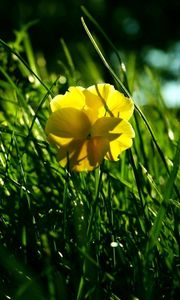 Preview wallpaper flower, yellow, grass, wreath, shade, summer, green