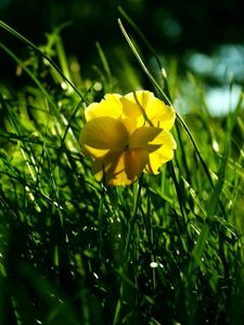 Preview wallpaper flower, yellow, grass, wreath, shade, summer, green