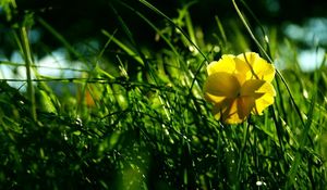 Preview wallpaper flower, yellow, grass, wreath, shade, summer, green