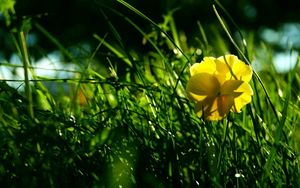 Preview wallpaper flower, yellow, grass, wreath, shade, summer, green