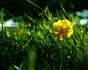 Preview wallpaper flower, yellow, grass, wreath, shade, summer, green