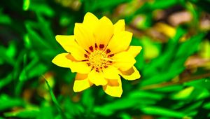 Preview wallpaper flower, yellow, green, grass