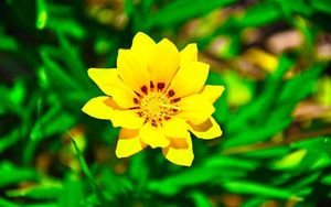 Preview wallpaper flower, yellow, green, grass