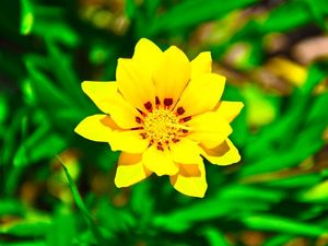 Preview wallpaper flower, yellow, green, grass