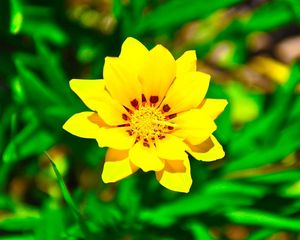 Preview wallpaper flower, yellow, green, grass