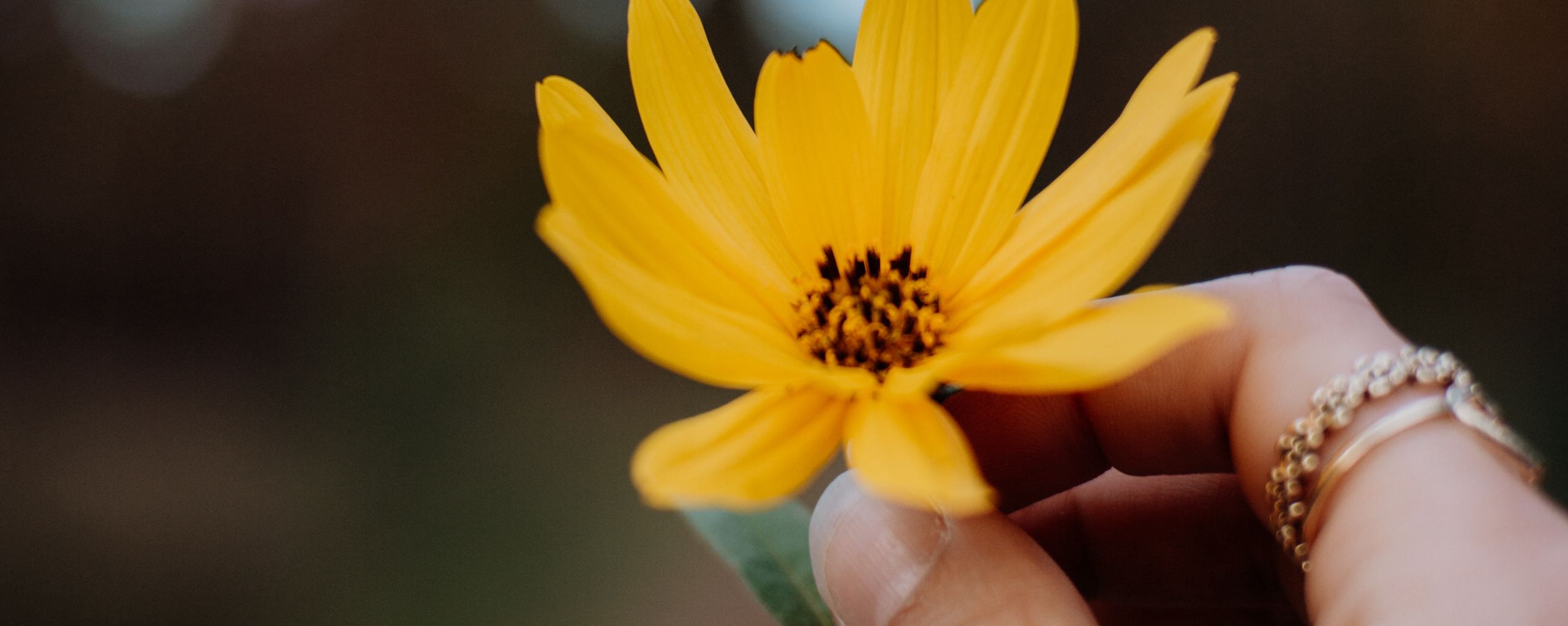 2560x1024 Wallpaper flower, yellow, hand, fingers, closeup
