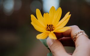 Preview wallpaper flower, yellow, hand, fingers, closeup