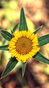 Preview wallpaper flower, yellow, leaves, blur, close-up