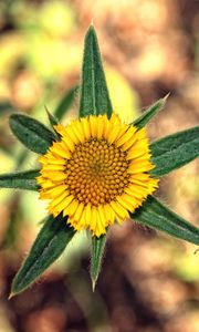 Preview wallpaper flower, yellow, leaves, blur, close-up