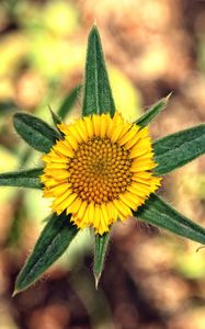 Preview wallpaper flower, yellow, leaves, blur, close-up