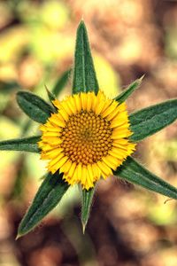 Preview wallpaper flower, yellow, leaves, blur, close-up