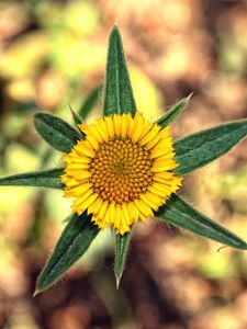 Preview wallpaper flower, yellow, leaves, blur, close-up