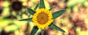 Preview wallpaper flower, yellow, leaves, blur, close-up