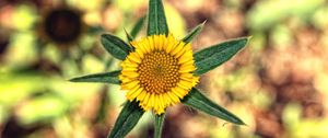 Preview wallpaper flower, yellow, leaves, blur, close-up