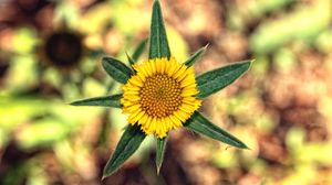 Preview wallpaper flower, yellow, leaves, blur, close-up