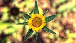 Preview wallpaper flower, yellow, leaves, blur, close-up
