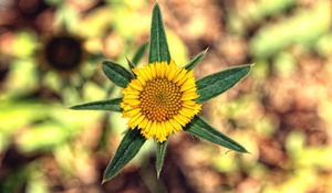 Preview wallpaper flower, yellow, leaves, blur, close-up