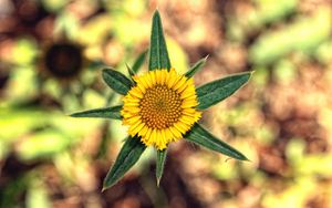 Preview wallpaper flower, yellow, leaves, blur, close-up