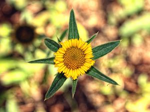 Preview wallpaper flower, yellow, leaves, blur, close-up