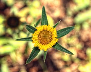 Preview wallpaper flower, yellow, leaves, blur, close-up
