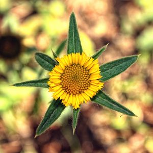 Preview wallpaper flower, yellow, leaves, blur, close-up