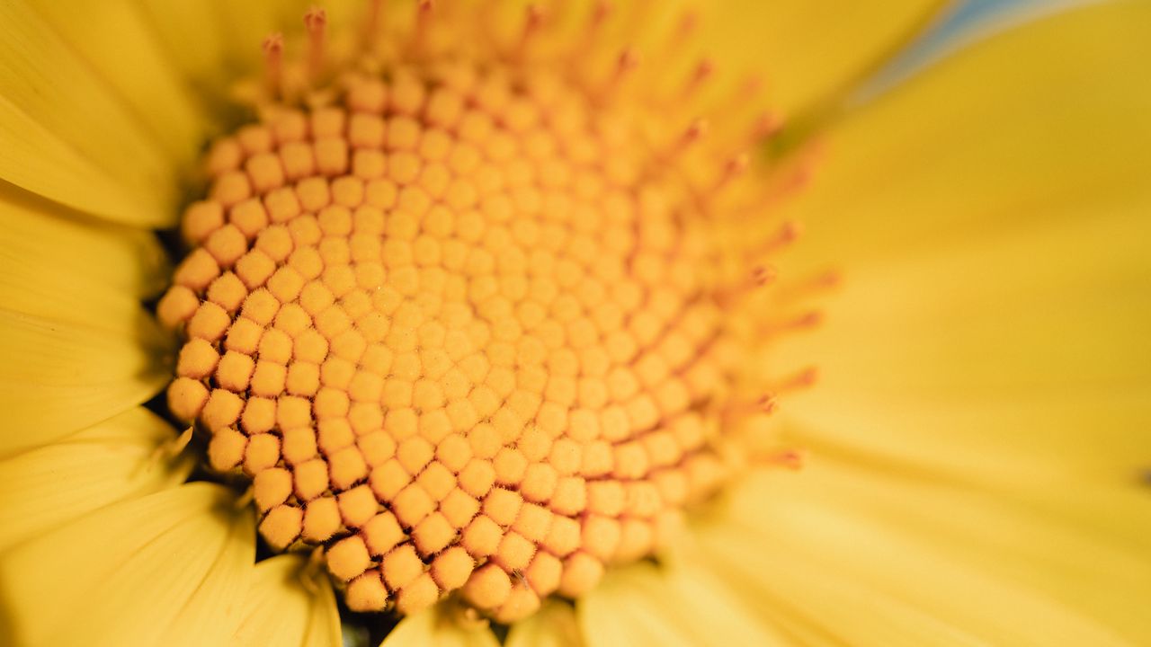 Wallpaper flower, yellow, macro, pollen, blur