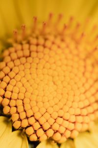 Preview wallpaper flower, yellow, macro, pollen, blur