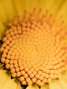 Preview wallpaper flower, yellow, macro, pollen, blur