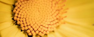 Preview wallpaper flower, yellow, macro, pollen, blur
